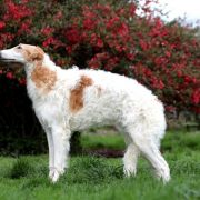 MAGIC JOHNSON Impuls i Splendor