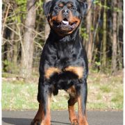 MAGNUM vom Grossen Tal