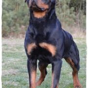 MAGNUM vom Grossen Tal