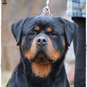 MAGNUM vom Grossen Tal