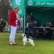 Mała Panda Francuska Zgraja