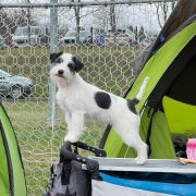 Mała Panda Francuska Zgraja