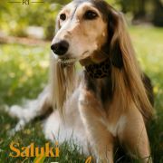 MALAIKA MOIDEH BINT MALA Od Vjetra