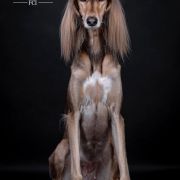 MALAIKA MOIDEH BINT MALA Od Vjetra