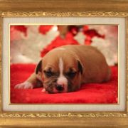 Male 1 Dolcze Gabara