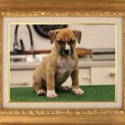 Male 1 Dolcze Gabara