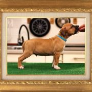 Male 1 Dolcze Gabara