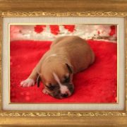 Male 1 Dolcze Gabara