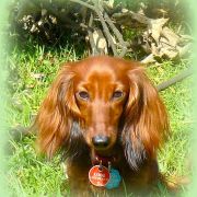 MAMMA MIA Taniec Motyla (KL)