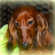 MAMMA MIA Taniec Motyla (KL) 2