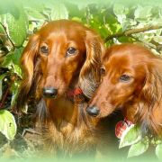 MAMMA MIA Taniec Motyla (KL) 3