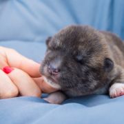 MANGA Dworska Ostoja FCI