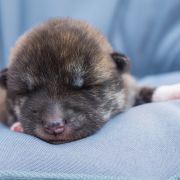 MANGA Dworska Ostoja FCI