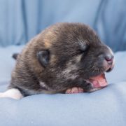 MANGA Dworska Ostoja FCI