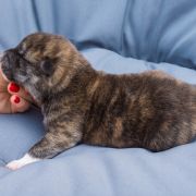 MANGA Dworska Ostoja FCI