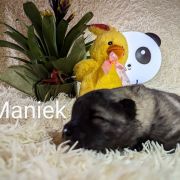 Maniek Shaggy Fluff FCI