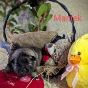 Maniek Shaggy Fluff FCI