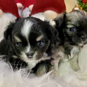 Manolo Blahnik Tesori di Diamanti 