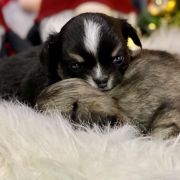 Manolo Blahnik Tesori di Diamanti 