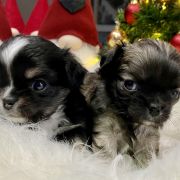 Manolo Blahnik Tesori di Diamanti 