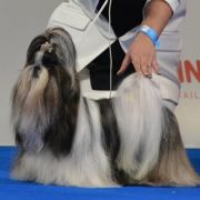 Int.Ch MANYANI ARTEMISIA LUFKIN