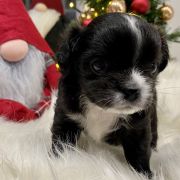 Marcello Mastroianni Tesori di Diamanti 