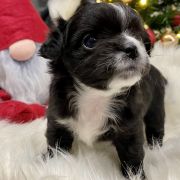 Marcello Mastroianni Tesori di Diamanti 