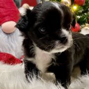 Marcello Mastroianni Tesori di Diamanti 