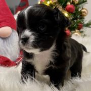 Marcello Mastroianni Tesori di Diamanti 