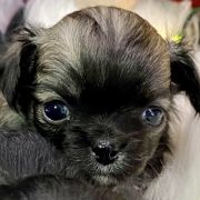 Marco Polo Tesori di Diamanti 