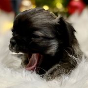 Marco Polo Tesori di Diamanti 