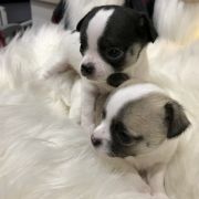 Marco Polo Tesori di Diamanti 