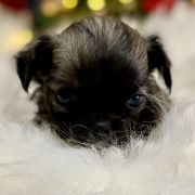 Marco Polo Tesori di Diamanti 