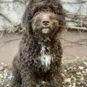 MARTOS Gem of Andalusia FCI