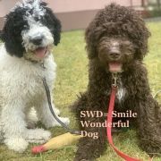 MARTOS Gem of Andalusia FCI