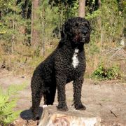 MARTOS Gem of Andalusia FCI