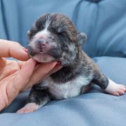 MASUMI Dworska Ostoja FCI