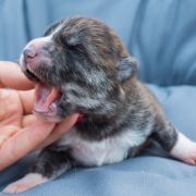 MASUMI Dworska Ostoja FCI