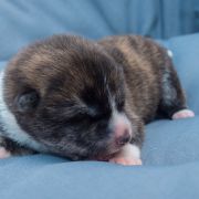 MASUMI Dworska Ostoja FCI