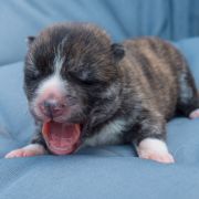 MASUMI Dworska Ostoja FCI