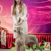 MATA HARI Weimaraners House