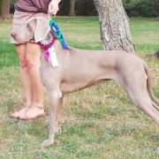 MATA HARI Weimaraners House