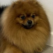 MAYLO WINER Bobrolandia