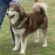 Mazurstar Genius Mastermind