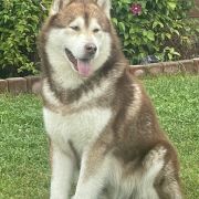 Mazurstar Genius Mastermind