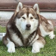 Mazurstar Genius Mastermind