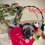 Megara Shaggy Fluff FCI