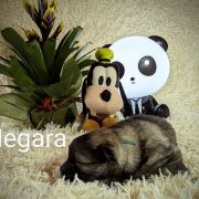 Megara Shaggy Fluff FCI