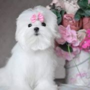 Melani love Melody Princess 