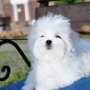 Melani love Melody Princess 2